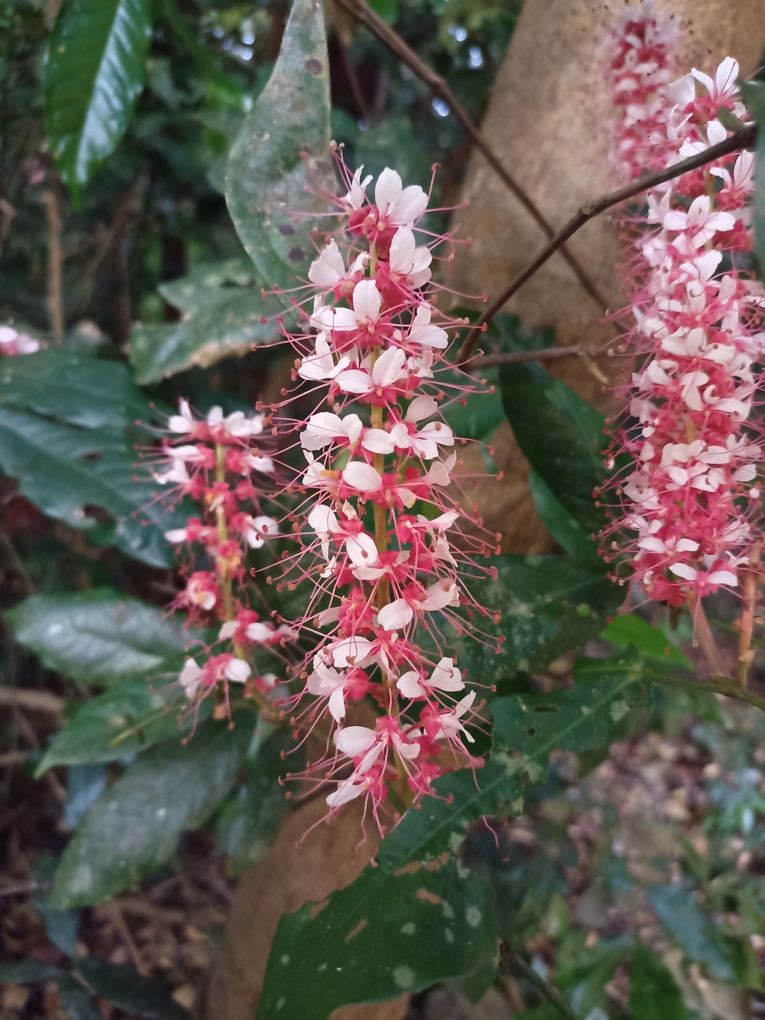 Imagem de Jatobá-do-mato