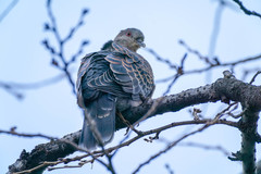 Streptopelia orientalis