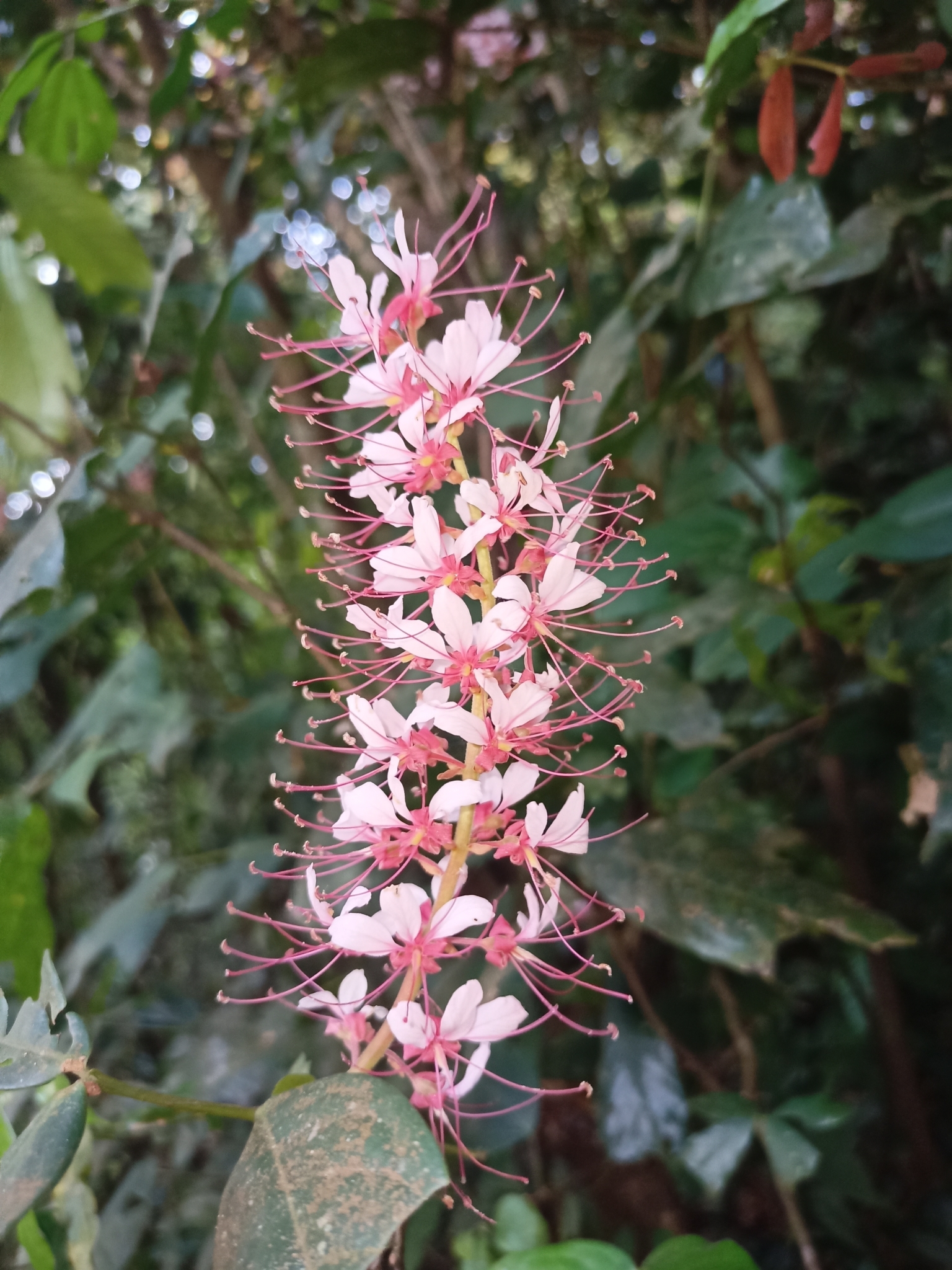 Imagem de Jatobá-do-mato