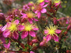 Calytrix brevifolia