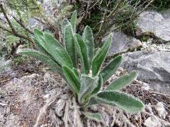 Craniospermum tuvinicum