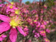 Calytrix brevifolia
