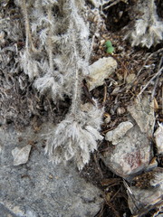 Craniospermum tuvinicum