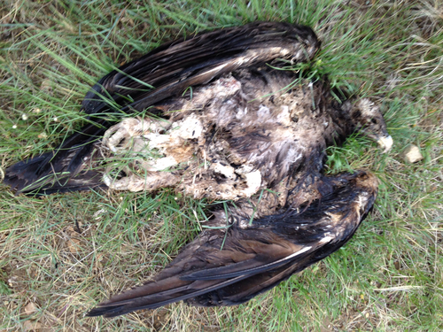 Aquila chrysaetos
