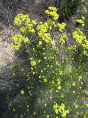 Glischrocaryon aureum