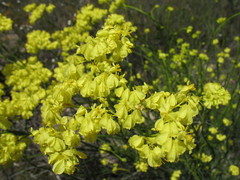 Glischrocaryon aureum
