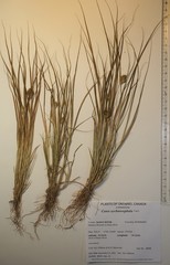Carex sychnocephala