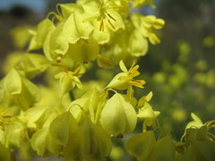 Glischrocaryon aureum