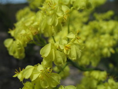 Glischrocaryon aureum