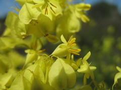 Glischrocaryon aureum