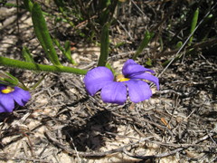 Scaevola phlebopetala