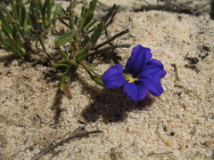Scaevola phlebopetala