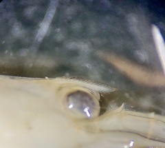 Caridina papuana