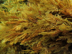 Cystophora pectinata