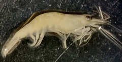 Caridina papuana