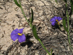 Scaevola phlebopetala