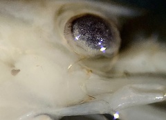 Caridina papuana