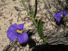 Scaevola phlebopetala