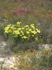 Glischrocaryon aureum