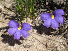 Scaevola phlebopetala