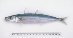 Decapterus macrosoma