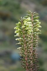 Puya aequatorialis