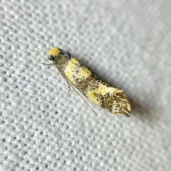 Monopis chrysogramma