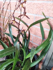 Cymbidium sinense