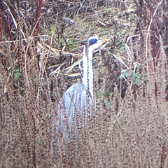 Ardea cinerea