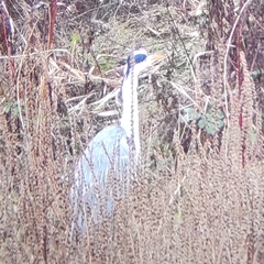 Ardea cinerea