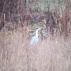 Ardea cinerea