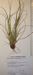 Carex tonsa rugosperma