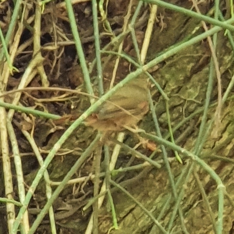 Olive Spinetail