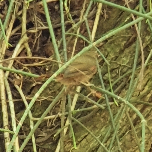 Olive Spinetail