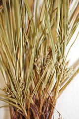 Carex tonsa rugosperma