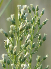 Baccharis coridifolia