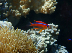 Neoglyphidodon crossi