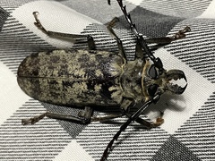 Tithoes frontalis