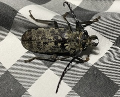 Tithoes frontalis