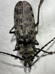 Tithoes frontalis