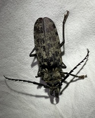 Tithoes frontalis