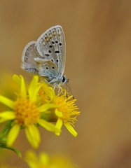 Polyommatus celina