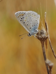 Polyommatus celina