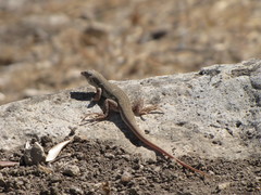 Acanthodactylus schreiberi