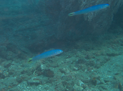 Ptereleotris heteroptera