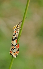 Utetheisa pulchella