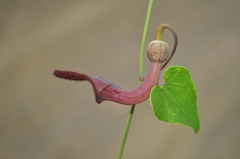 Aristolochia baetica