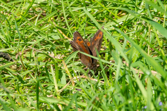Erebia ligea