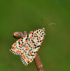 Utetheisa pulchella