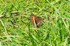 Erebia ligea